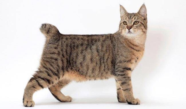 Порода кошки пиксибоб: характеристики, фото, характер, правила ухода и  содержания - Petstory