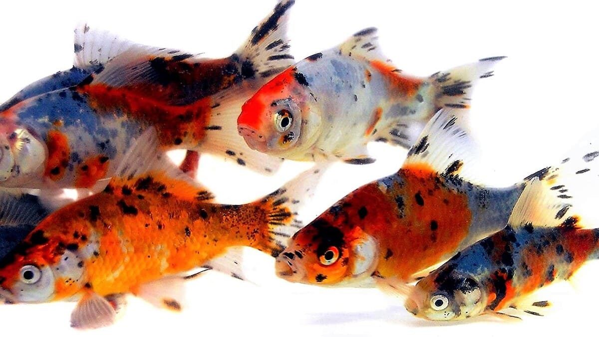 Золотая рыбка Шубункин (Shubunkin Goldfish) | содержание