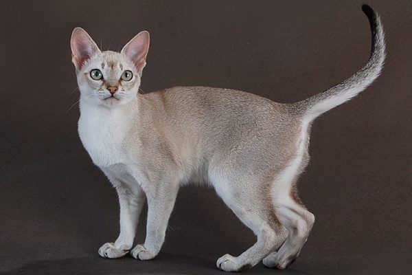 Сингапурская кошка описание породы, характеристики, внешний вид, история -  Хвостньюс