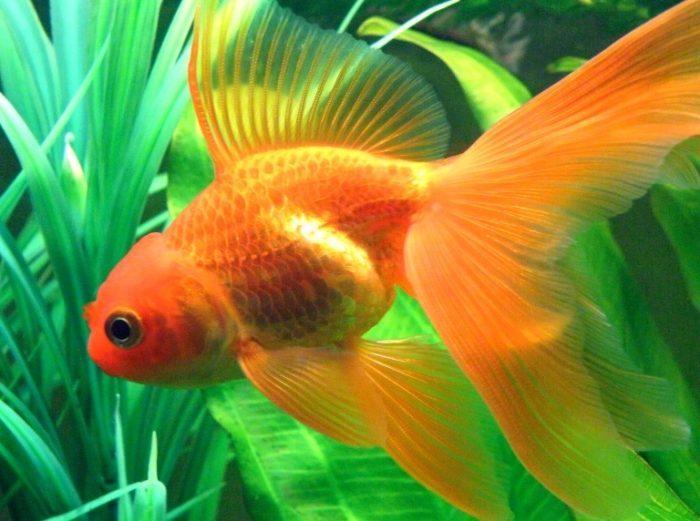 Золоті рибки акваріумні: фото, види, догляд, скільки живуть в домашніх  умовах