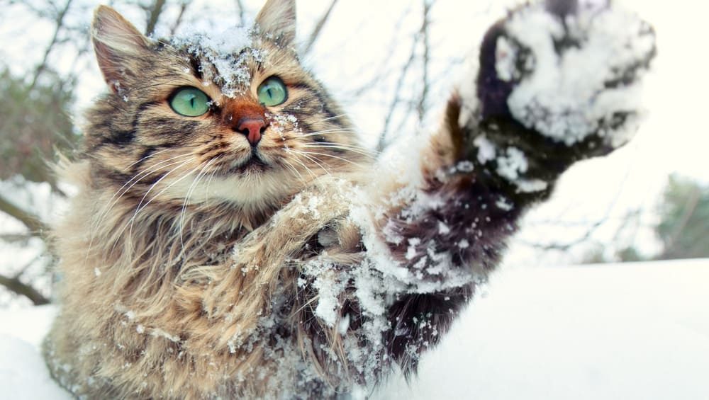 Сибірська кішка