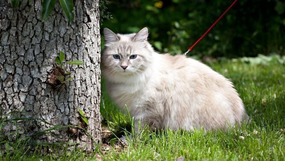 Сибірська кішка