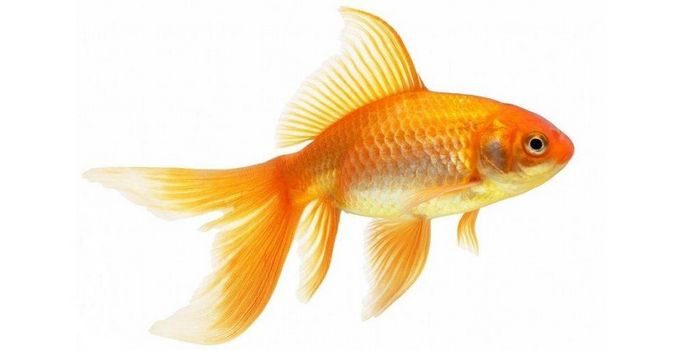 Золота рибка - опис, види і породи, чим годувати, фото, догляд