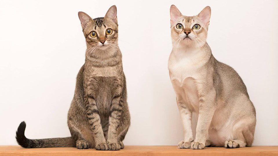 Сингапурская кошка: фото, характер, описание породы