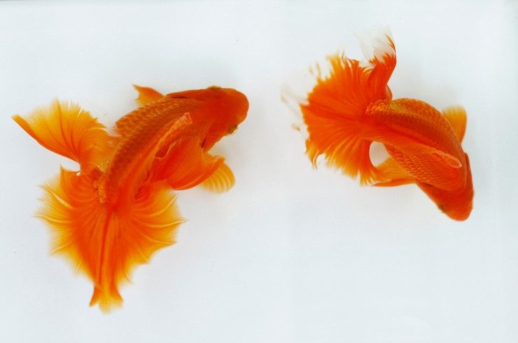 Золота рибка: види, догляд, утримання, розмноження, сумісність, корм,  фото-огляд