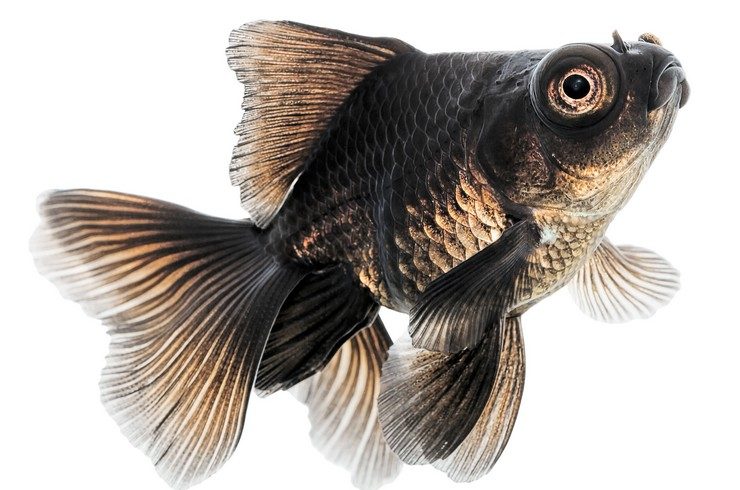 Телескоп рыбка: уход, содержание, размножение, совместимость, корм,  фото-обзор