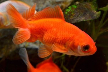specimen-sde-goldfish-of-the-orange-wakin-breed-in-cold