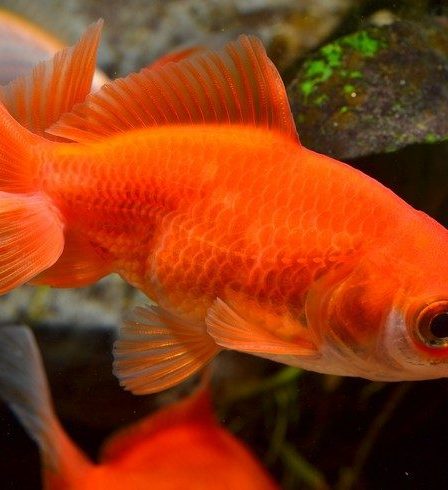 specimen-sde-goldfish-of-the-orange-wakin-breed-in-cold