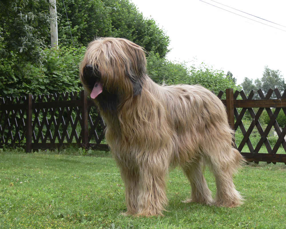 dog-briard