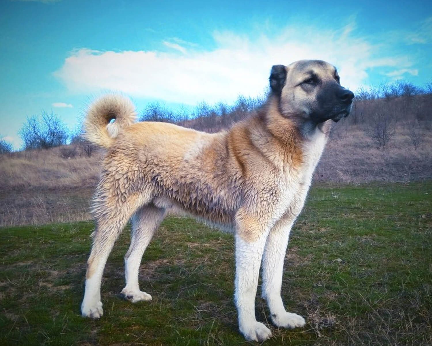 Гампр (Armenian Gampr) - это сильная, преданная и своенравная порода собак.  Описание, фото и отзывы.