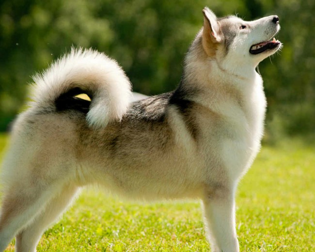 зовнішній вигляд собаки аляскинский маламут