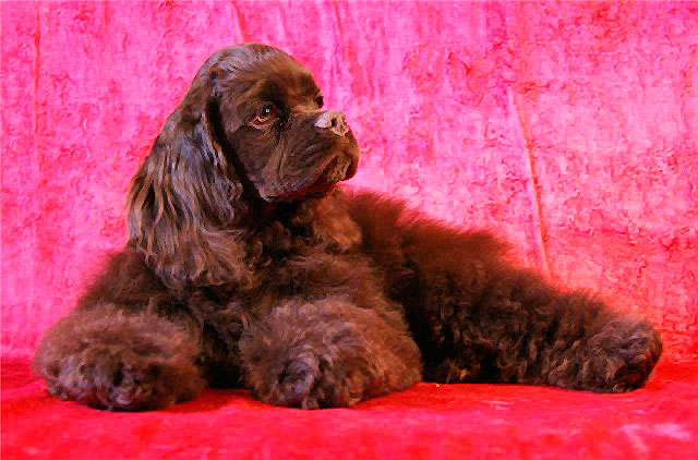 шоколадний щеня американського кокер-спанієля фото